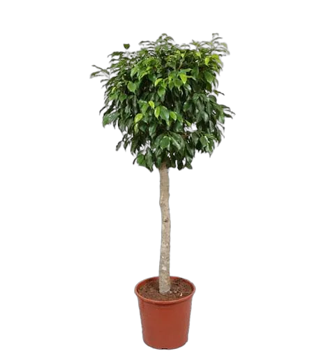 Фикус Бенджамина Экзотика - Ficus benjamina Exotica D24 H130