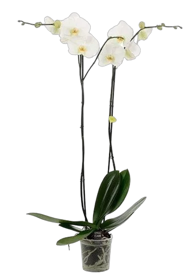 Фаленопсис гигантский 2 цветоноса - Phalaenopsis gigantea Alaska D15 H100
