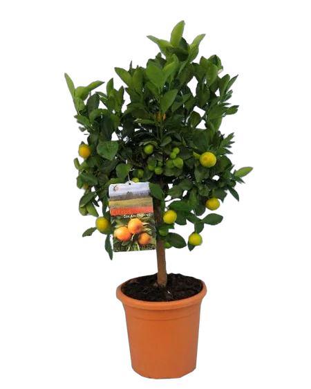 Каламондин - Citrofortunella D21 H70