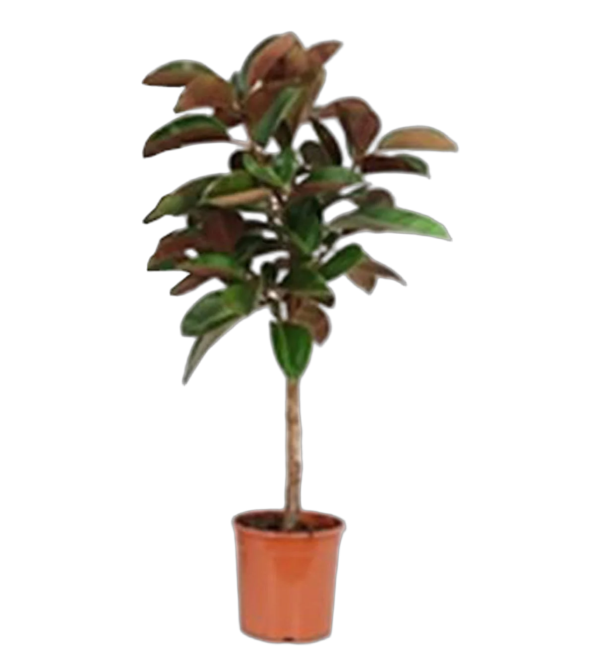 Фикус эластика Робуста - Ficus El Robusta On Stem D24 H110