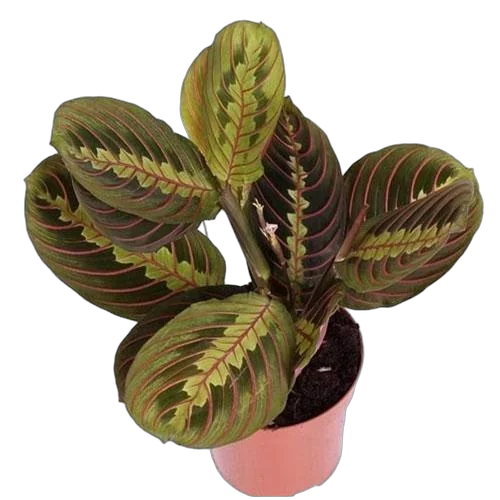 Маранта трехцветная (триколор) - Maranta tricolor D14 H25