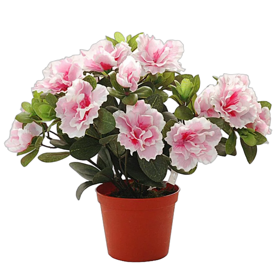 Азалия - Azalea D12 H35