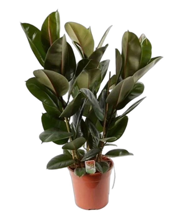 Фикус эластика Робуста - Ficus elastica Robusta D24 H120