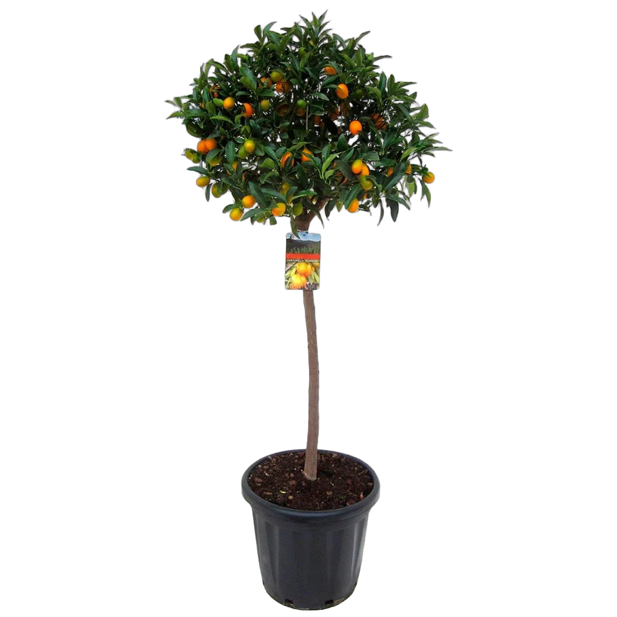 Кумкват - Kumquat D32 H150