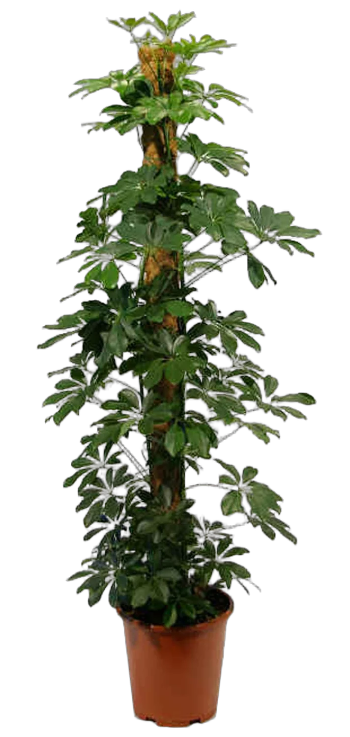 Шеффлера арборикола - Schef arboricola Luseana D24 H120