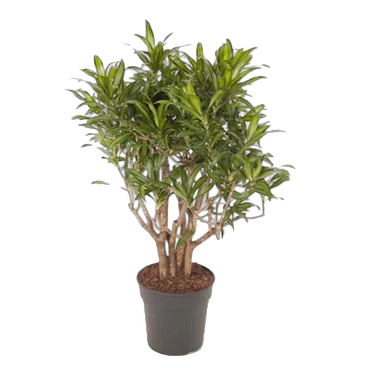 Драцена Рефлекса Сонг оф Ямайка бранч D24 H80