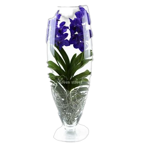 Ванда в вазе Шампань - Vanda Champagne D19 H65