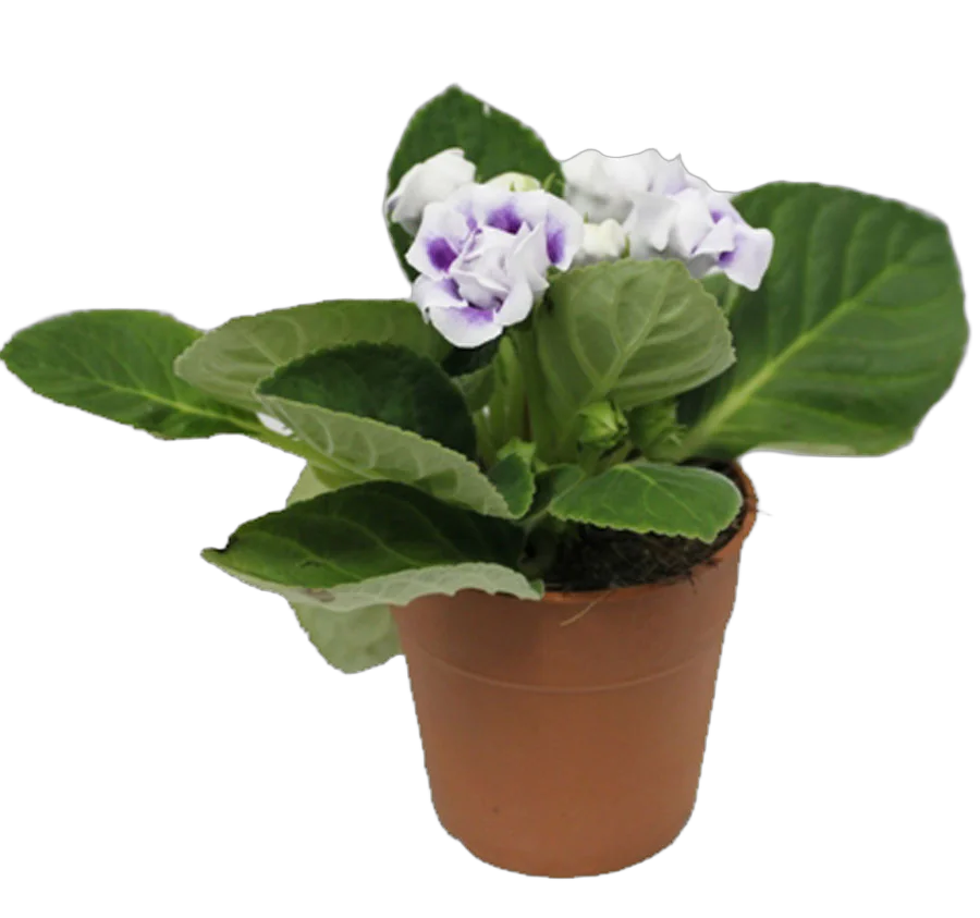 Синингия Соната Вайт - Sinningia H25 D12