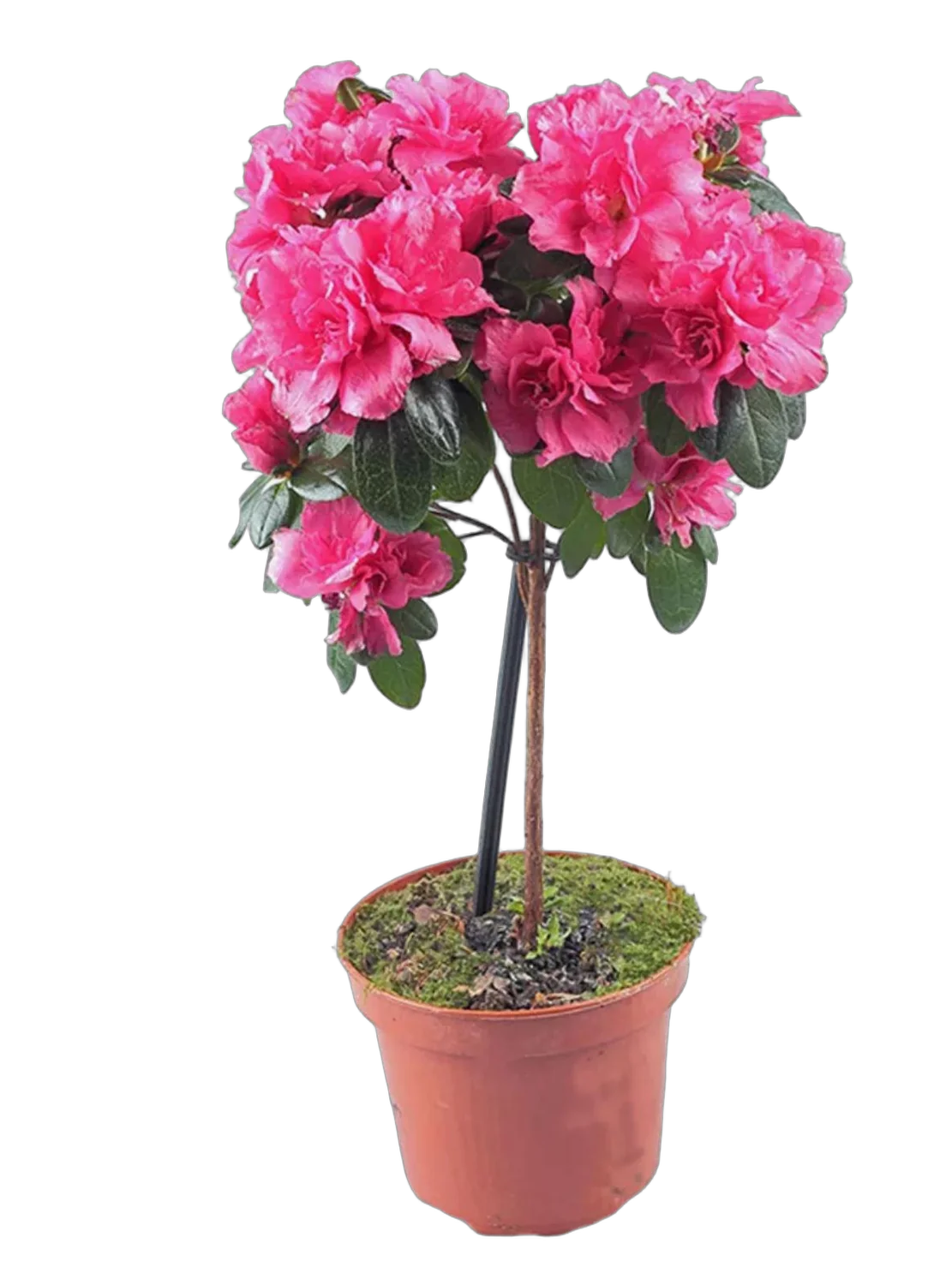 Азалия - Azalea D17 H65-70