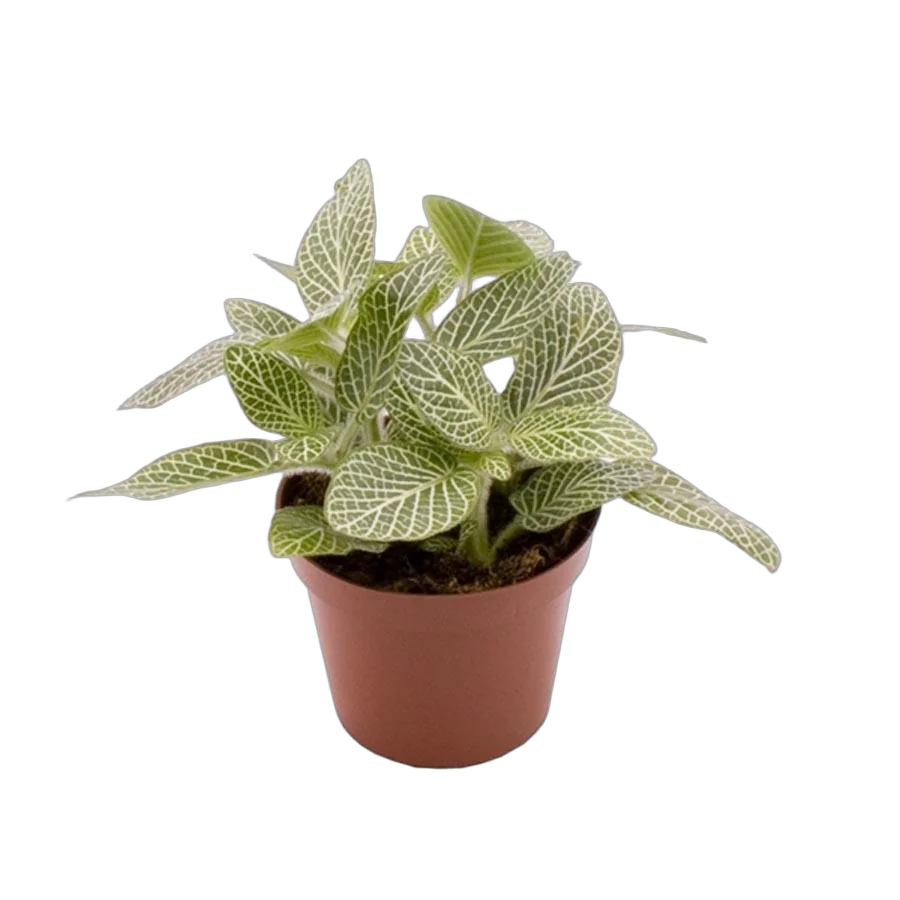 Фиттония - Fittonia verschaffeltii White Star D9 H10