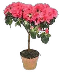 Азалия индика штамбовая розовая - Azalea D12 H40