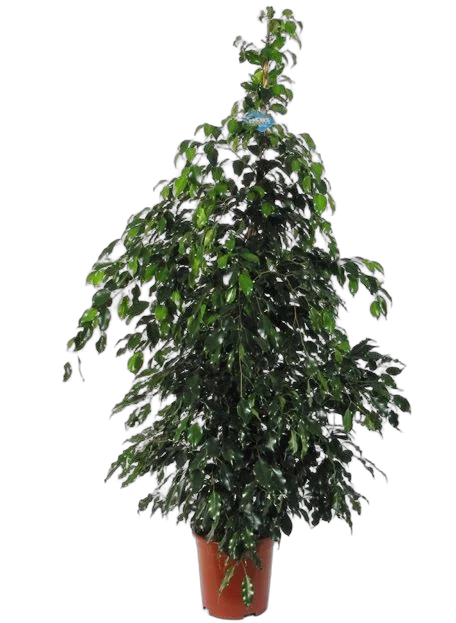 Фикус Бенджамина Миднайт Леди - Ficus benjamina Midnight Lady  D35 H170