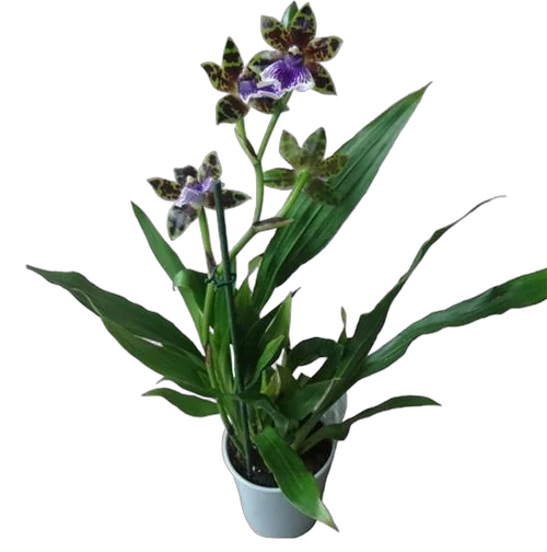 Орхидея Зигапиталлум