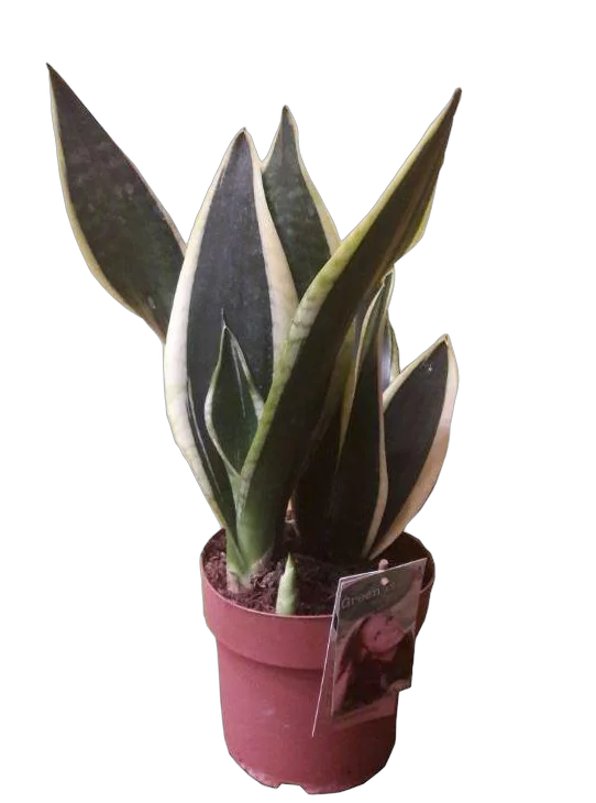 Cансевиерия Лауренти - Sansevieria Laurentii D12