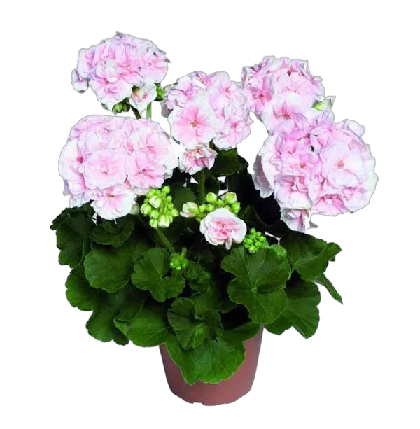 Герань (пеларгония) светло розовая - Pelargonium D9 H15