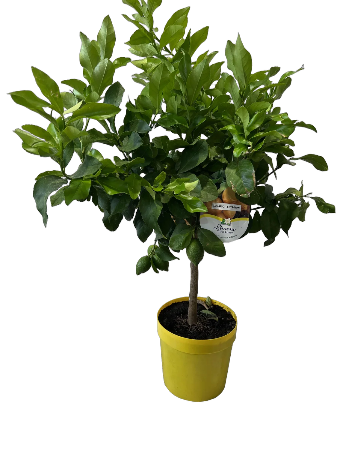 Лимон лунарио 80 см