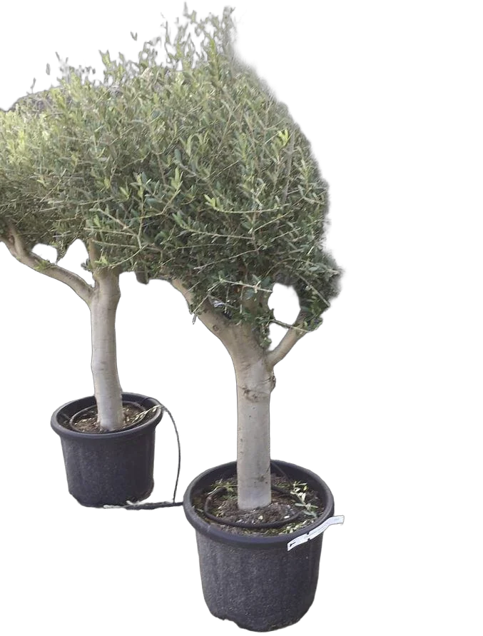 Оливковое дерево, маслина европейская - Olea europaea D50 H210