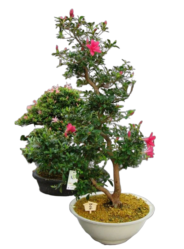 Цветущий бонсай Азалия D30 H70