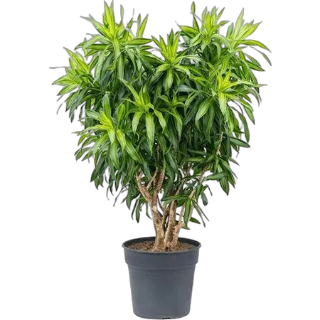 Драцена Рефлекса Сонг оф Ямайка бранч D30 H100