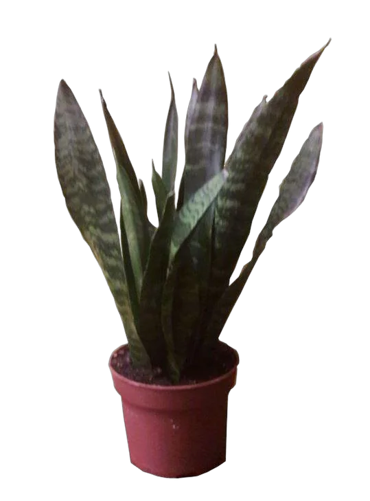Сансевиерия зейланика - Sansevieria Zeylanica
