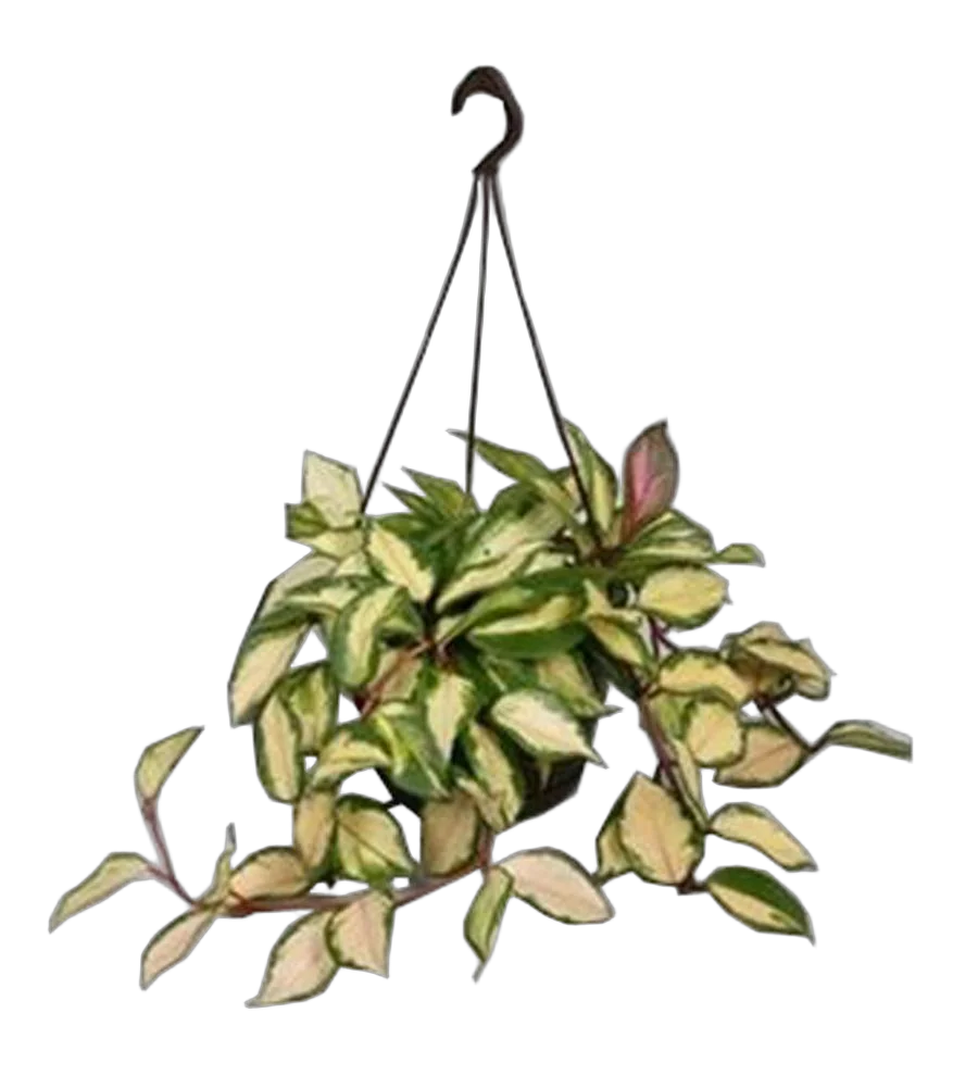 Хойя карноза трехцветная - Хойя Carnosa Tricolor D15 H30