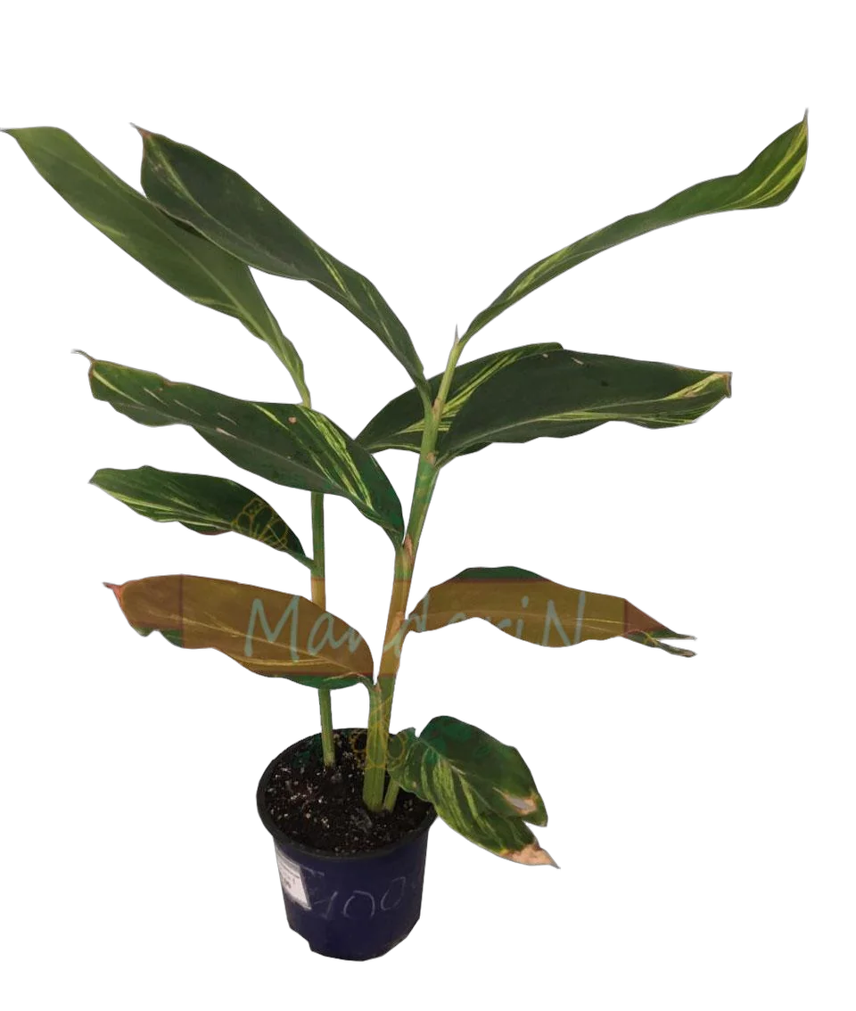 Имбирь - Zingiber D14 H40