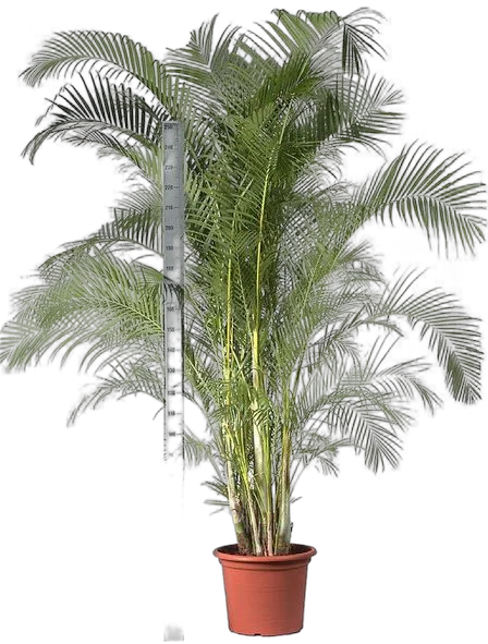 Пальма Арека D55 H300