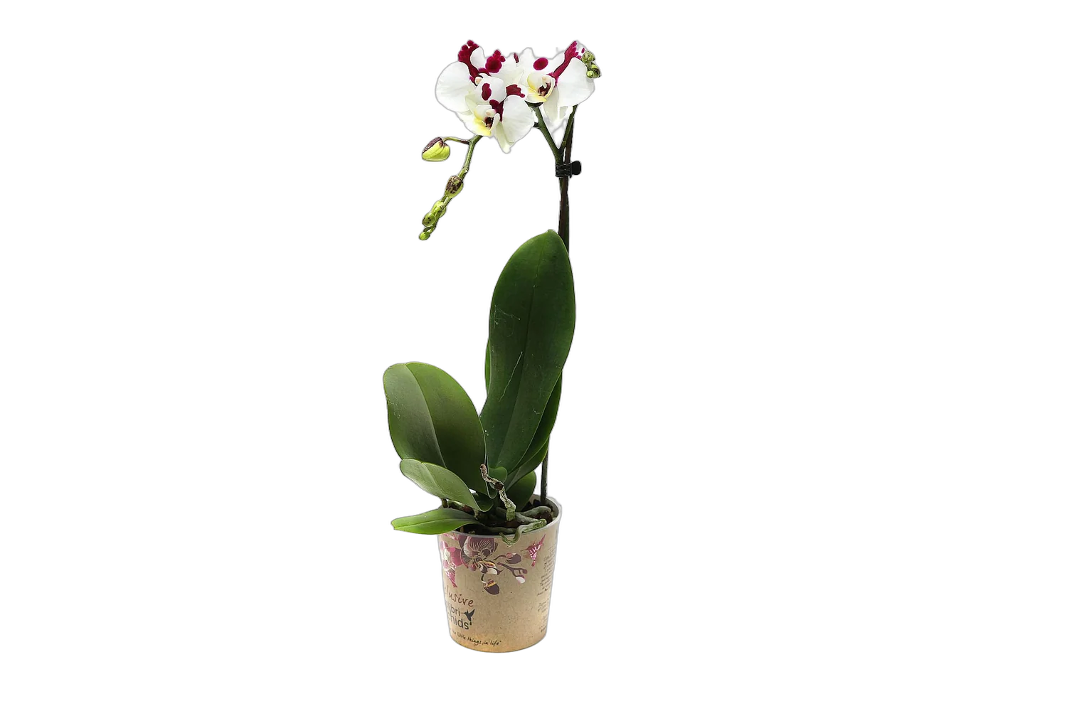 Мираж  - Phalaenopsis I-Hsin ‘Mirage’