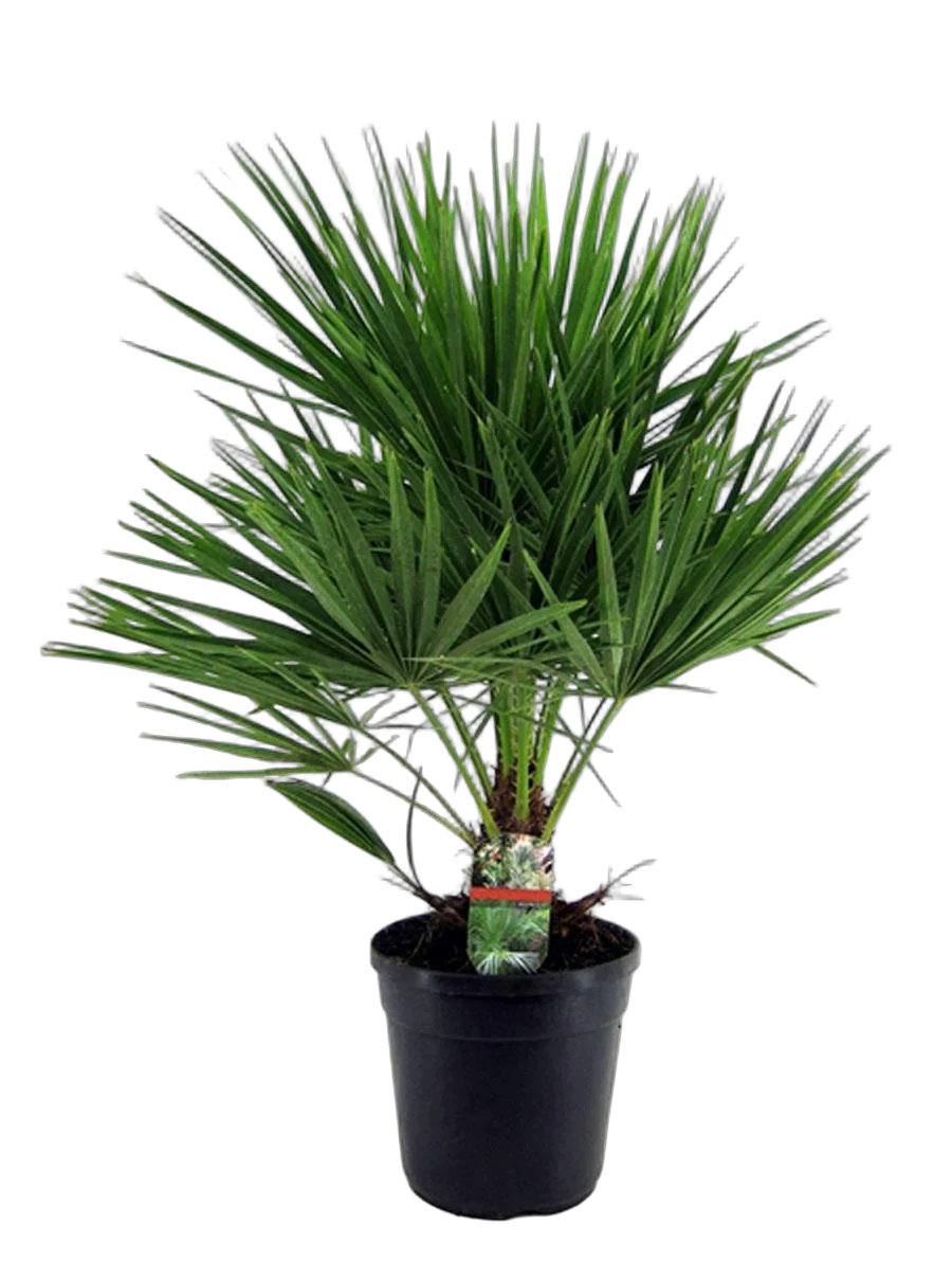 Пальма Хамеропс Хумилис - Chamaerops Humilis D18 H60