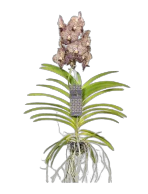 Ванда Оцеллот Мокко - Vanda Ocelot Mocha H75