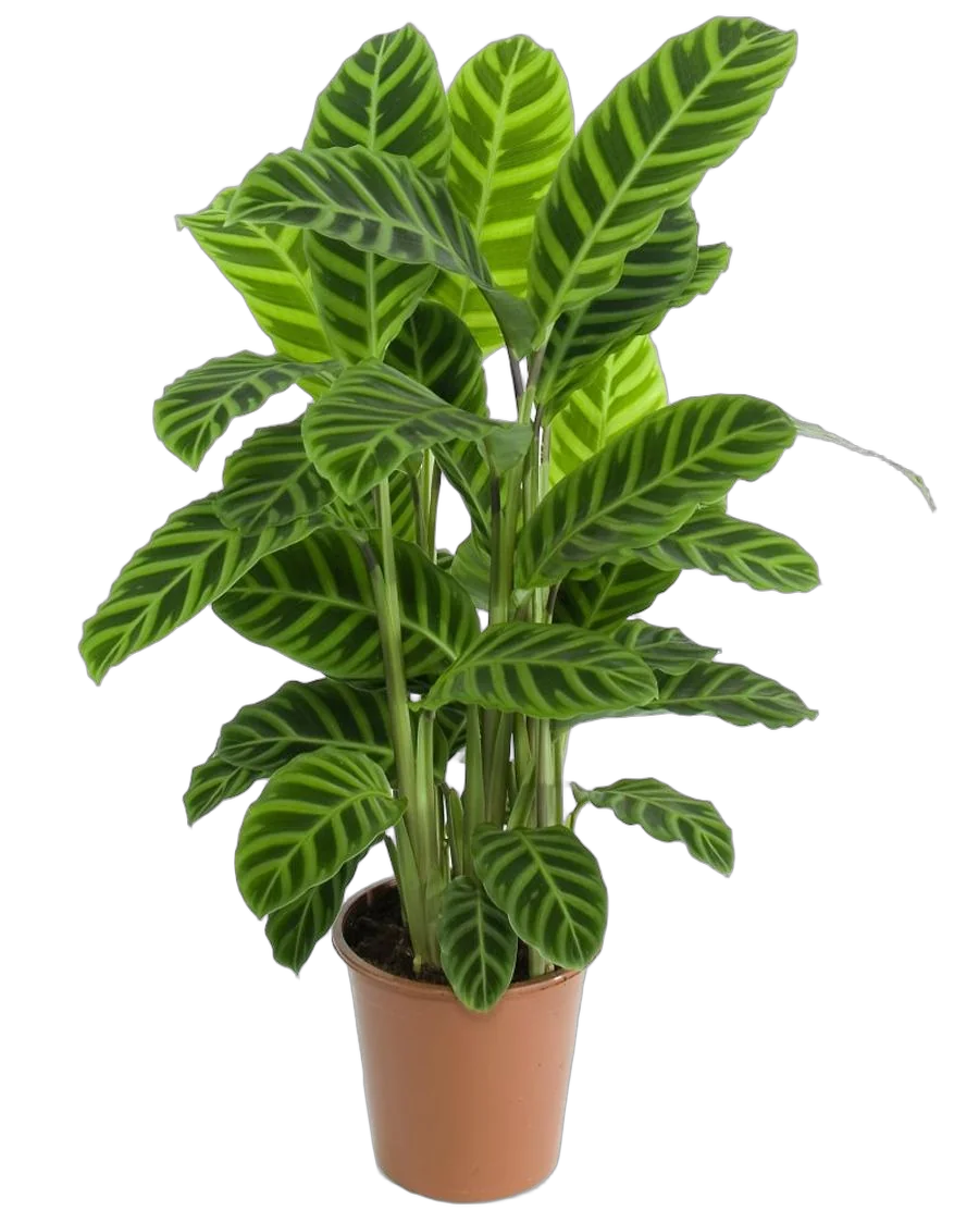 Калатея зебровидная - Calathea zebrina D17 H70