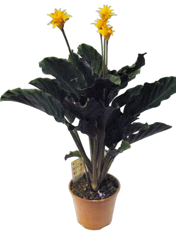 Калатея Кроката - Calathea crocata D14 H35