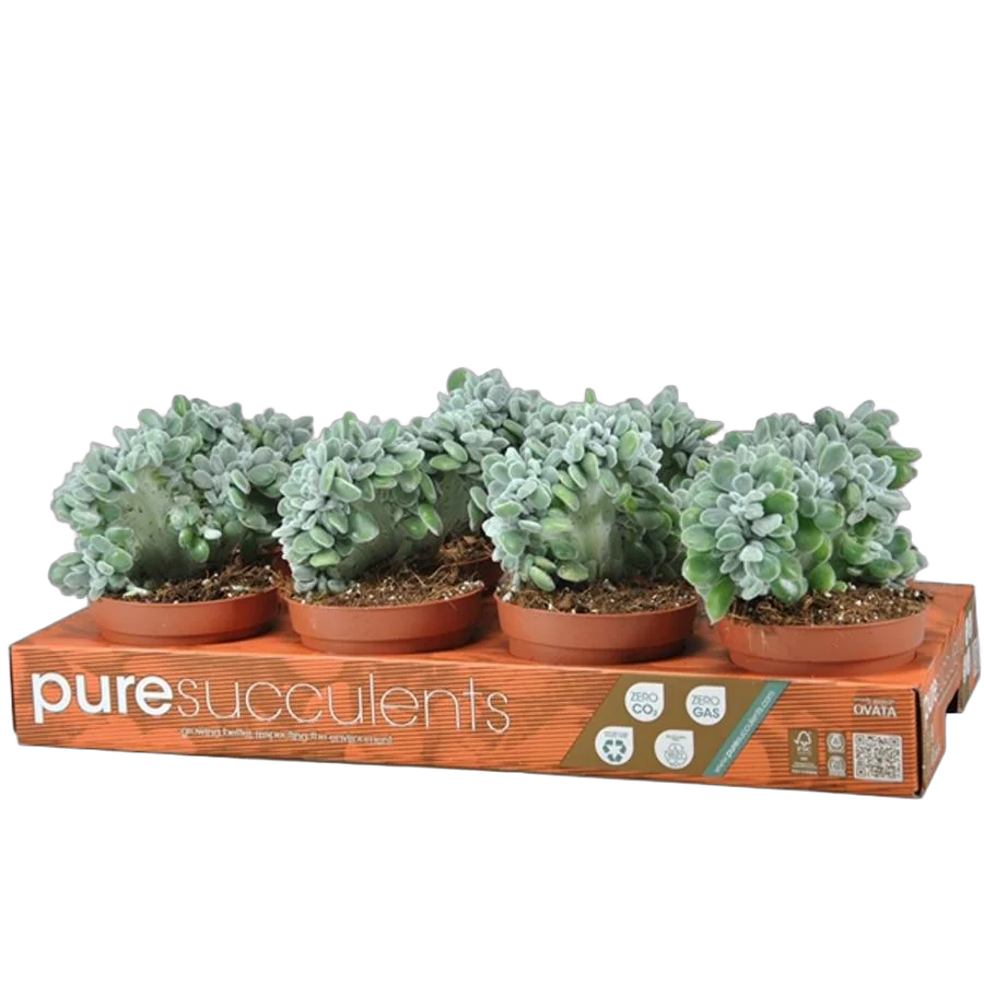 Эхеверия пульвината - Echeveria pulvinata cv. Frosty D9 H14