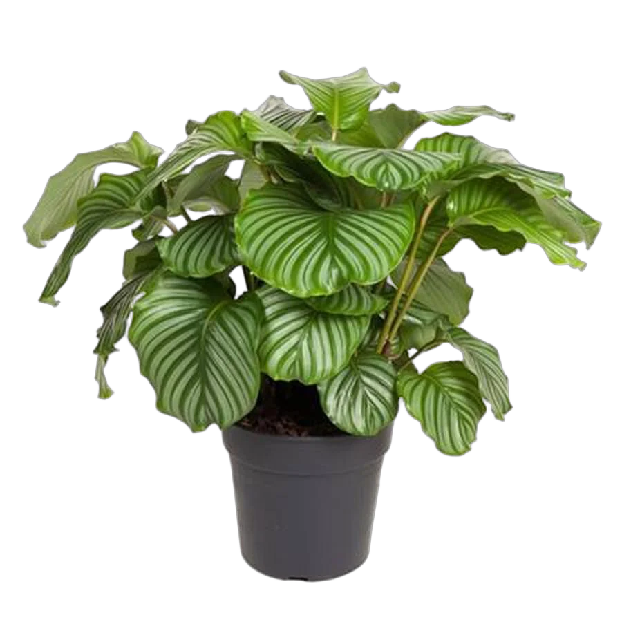 Калатея орбифолия - Calathea orbifolia D27 H80
