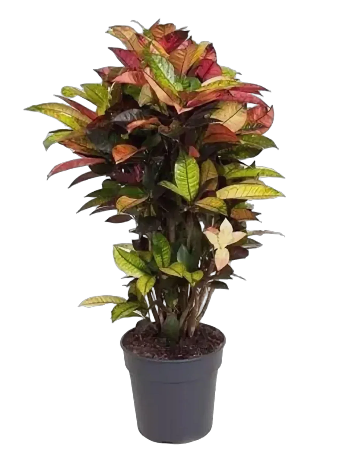 Кодиеум Миссис Айстон - Codiaeum Mrs Iceton D25 H120