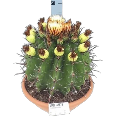 Ферокактус широкоиглый - Ferocactus latispinus D30 H40
