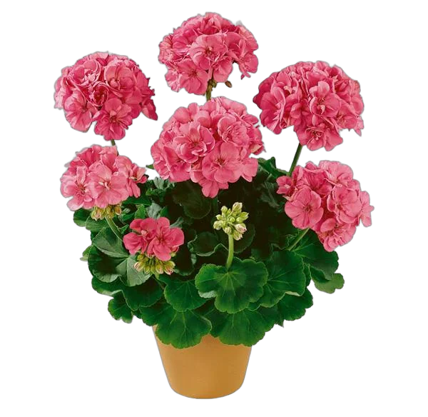 Герань (пеларгония) светло красная - Pelargonium D11 H20