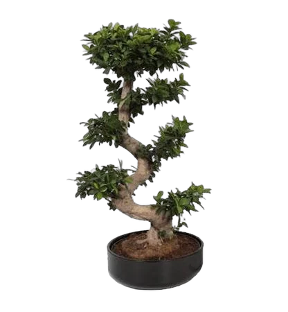 Бонсай Фикус Микрокарпа в черном керамическом кашпо - Bonsai Ficus Ginseng D45 H100