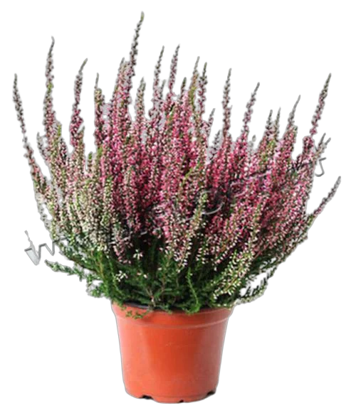 Вереск Каллуна бело-розовый - Calluna D12 H20