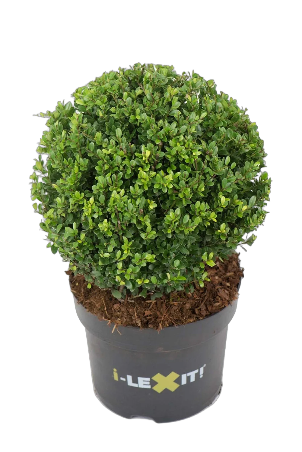 Падуб городчатый - Ilex crenata 'Dark Green' D26 H27