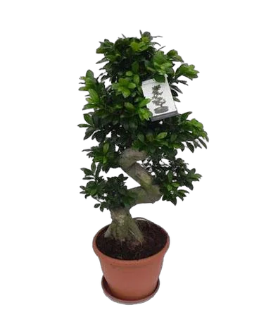 Бонсай Фикус Микрокарпа - Bonsai Ficus microcarpa D35 H105