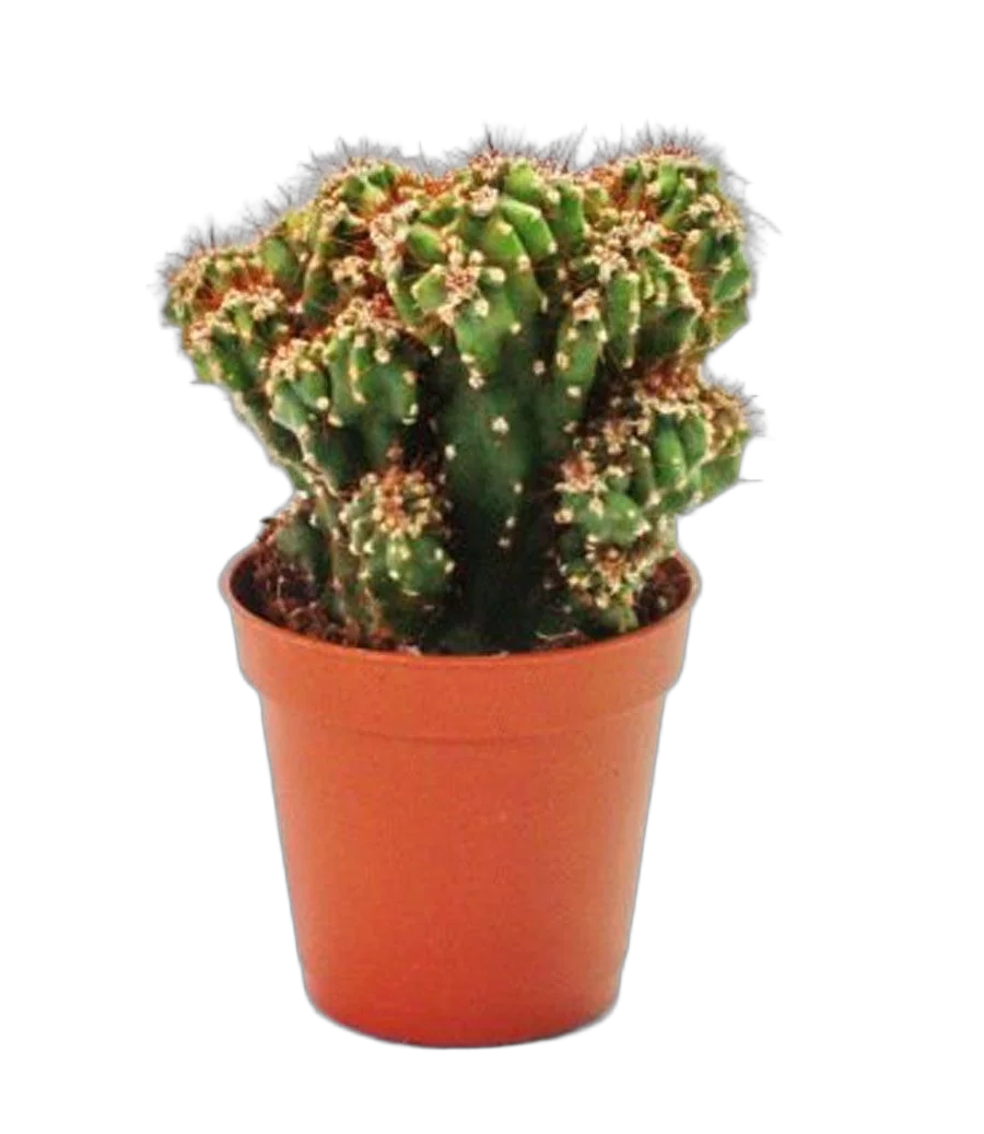 Цереус перуанский - Cereus peruvianus Monstrosus D12 H15