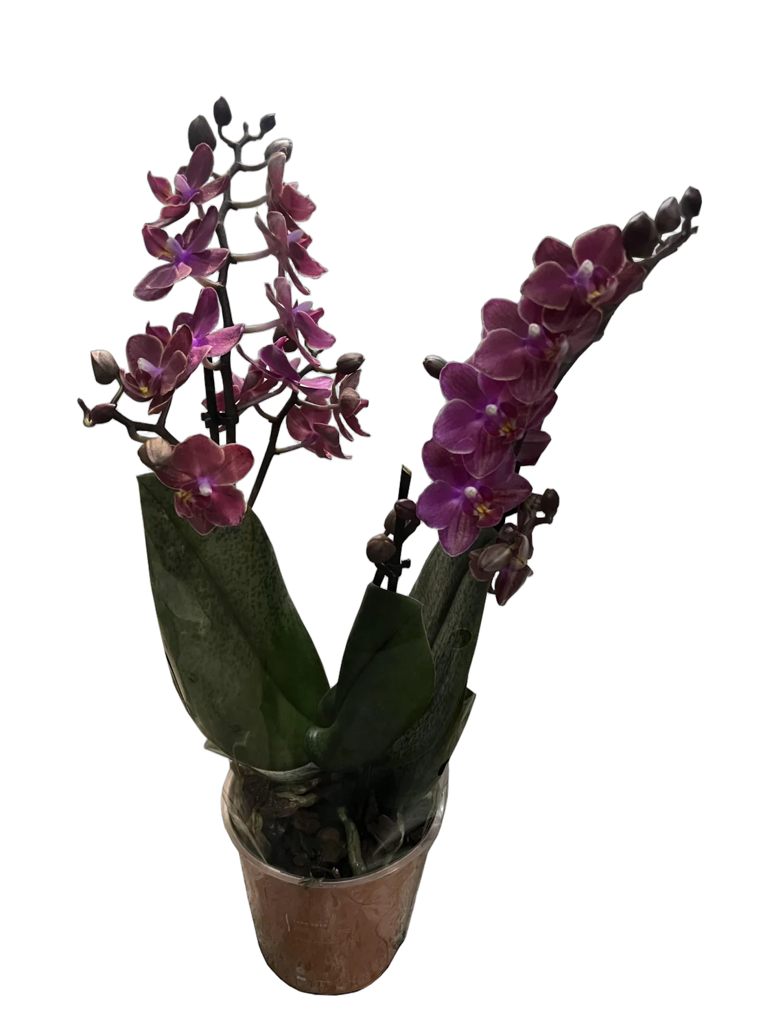 Фаленопсис Мини Арома 2 цветоноса - Phalaenopsis D12 H20