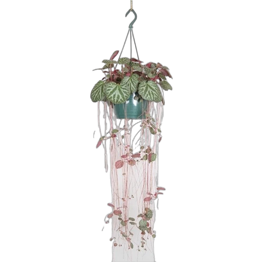 Камнеломка плетеносная - Saxifraga stolonifera D17 H30