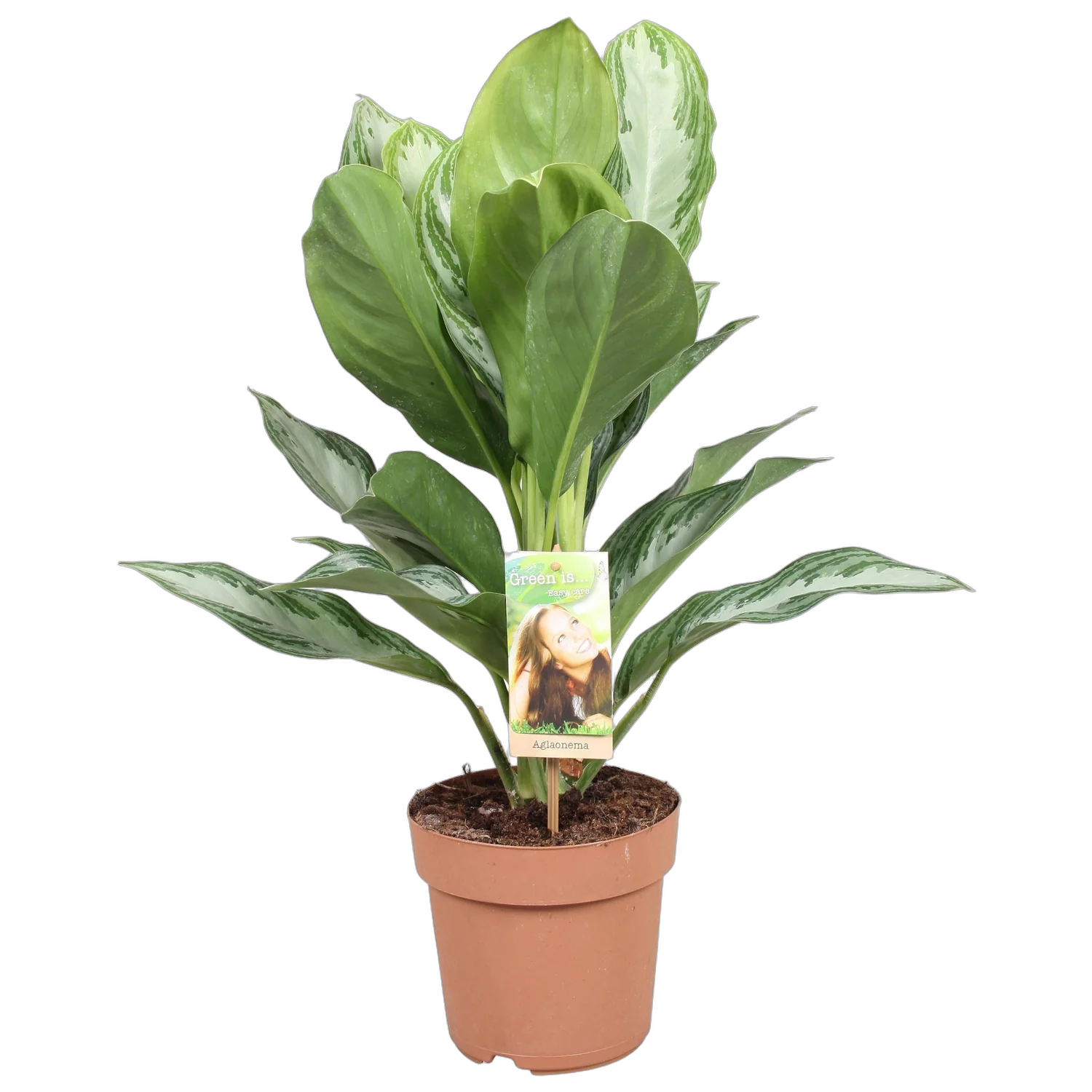 Аглаонема Сильвер Бей - Aglaonema Silver Bay D17 H50