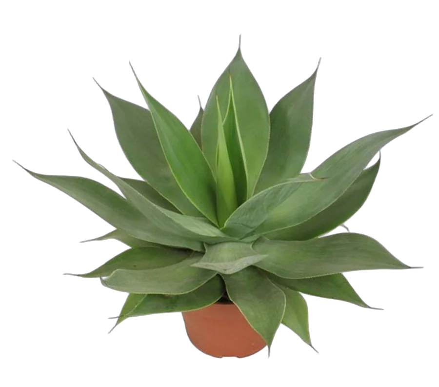 Агава - Agave D17 H40