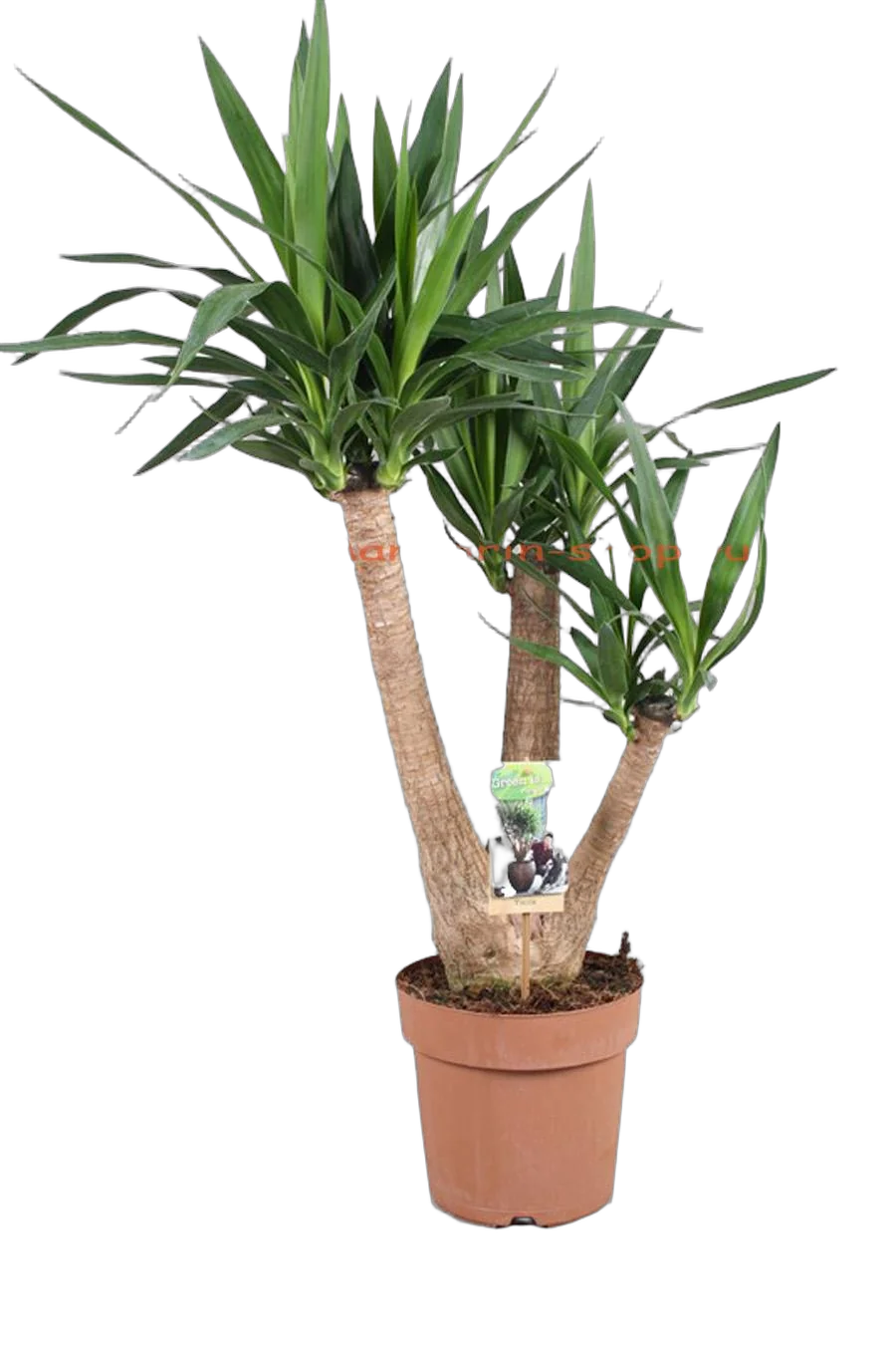 Пальма Юкка слоновая - Yucca elephantipes branched D21 H90