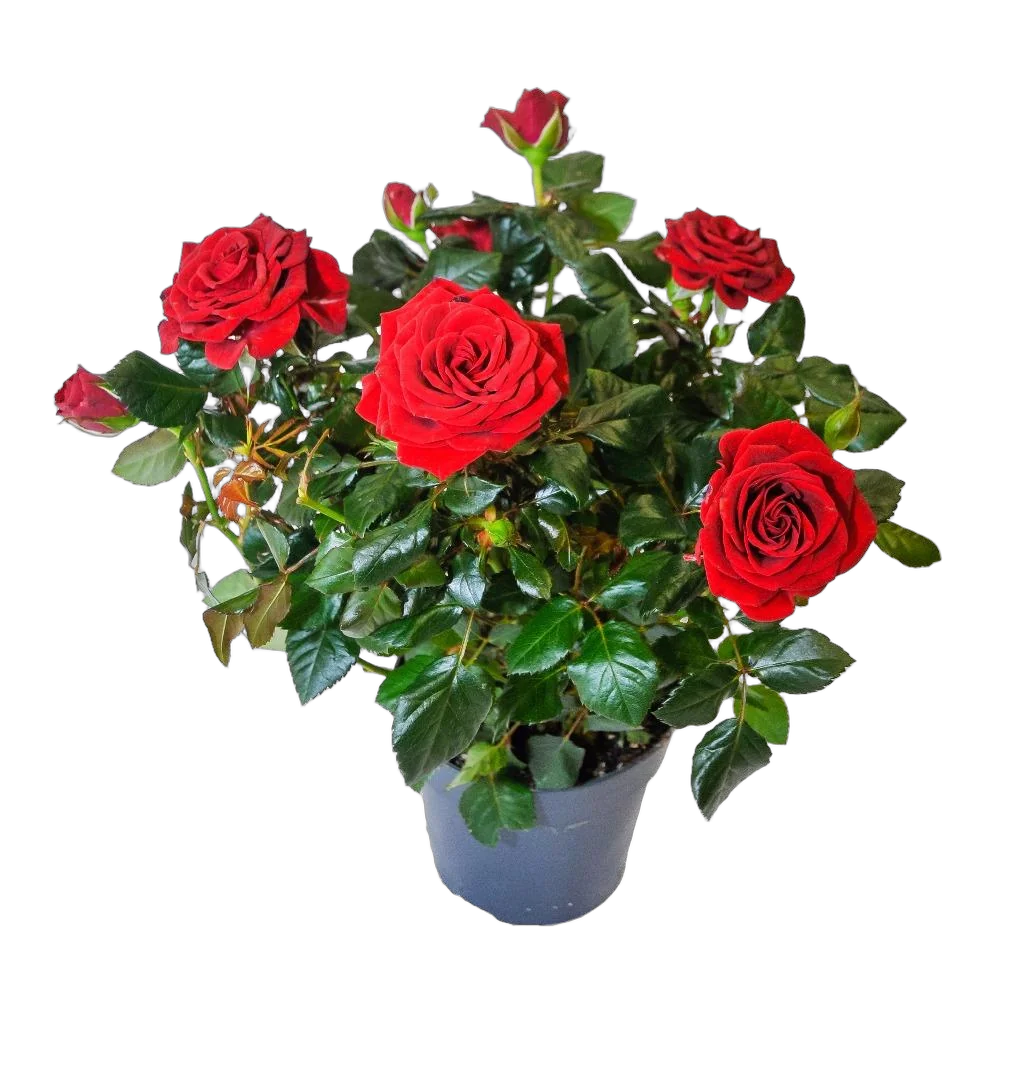 Роза красная кордана -  Isabel Hit D12 H35