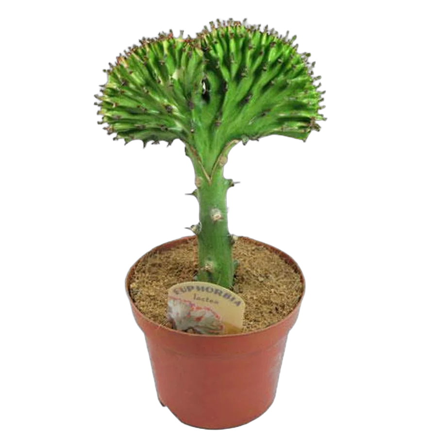 Эуфорбия лактея кристата - Euphorbia lactea forma cristata D12 H25