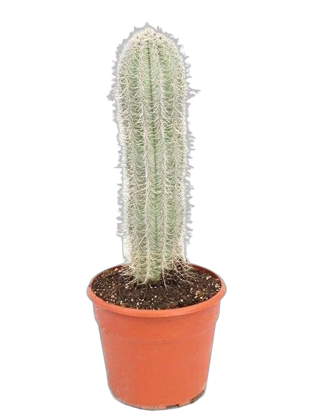 Пахицереус Прингля - Pachycereus pringlei D20 H60